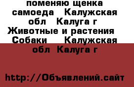 поменяю щенка самоеда - Калужская обл., Калуга г. Животные и растения » Собаки   . Калужская обл.,Калуга г.